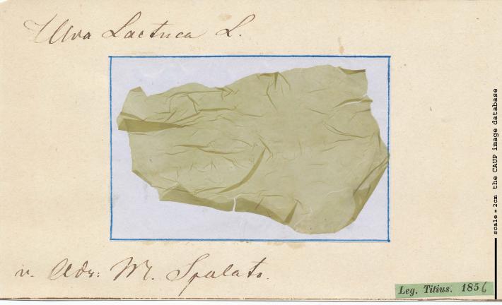 Ulva lactuca T185.jpg